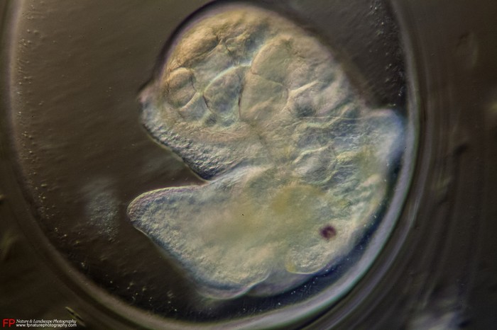 dettaglio di un embrione