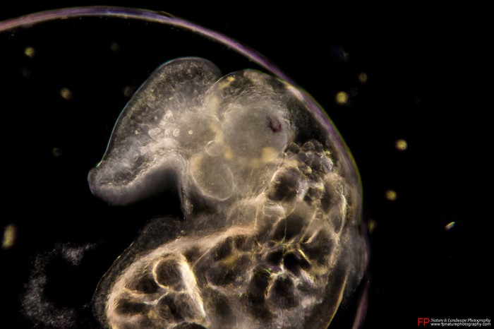 dettaglio di un embrione