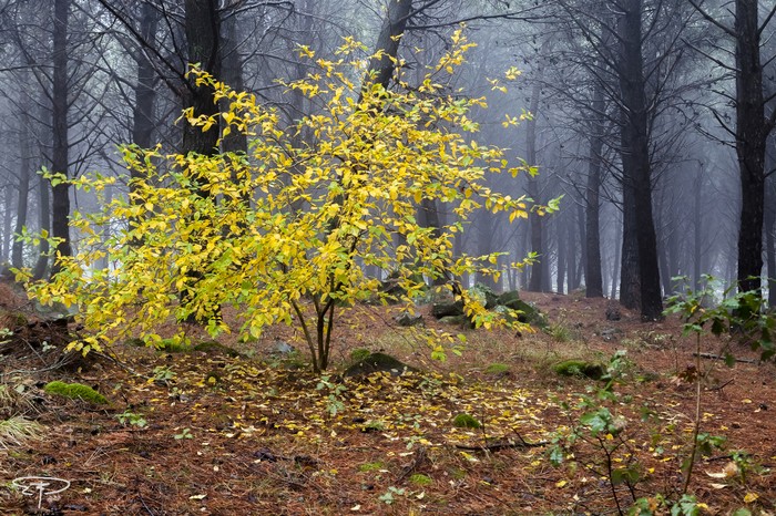 autunno nel bosco contessa